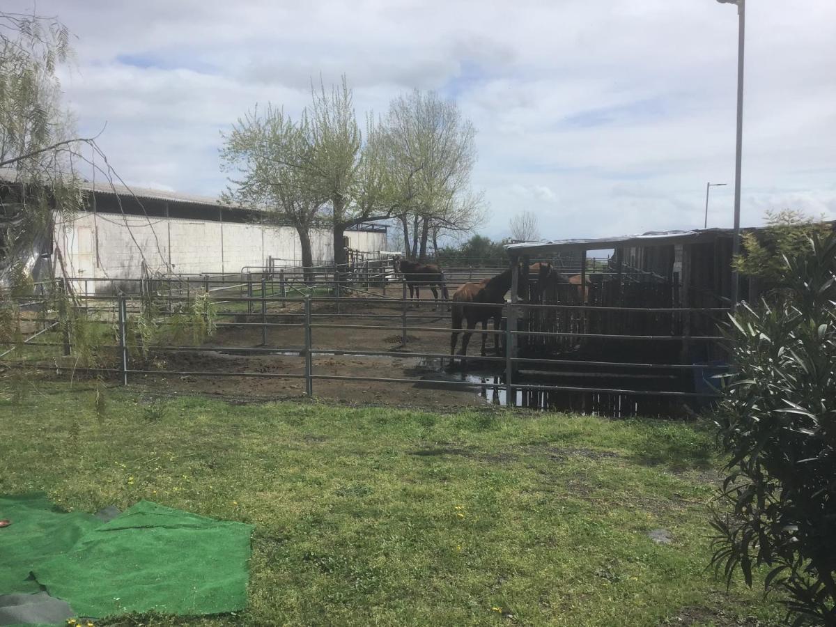 Tenuta Terradifuoco Terzigno Exteriör bild